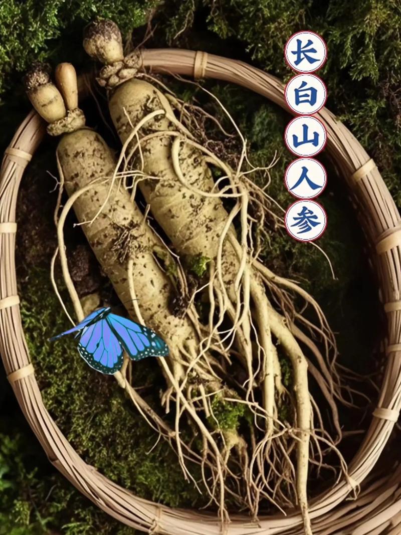 长白山人参 汲取天地灵韵的滋补瑰宝